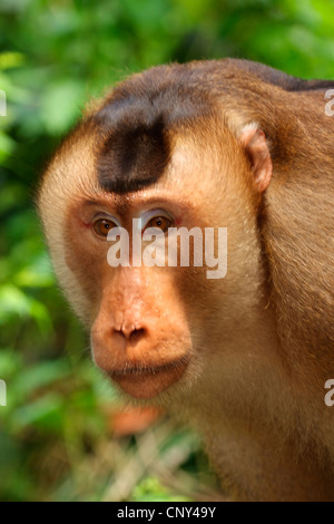 Macaque de cochon, cochon macaque à queue de cochon du sud, le cerf, le macaque (Macaca nemestrina beruk), portrait d'un homme, la Malaisie, Sabah, Bornéo Banque D'Images