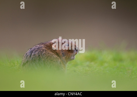 L'eau d'Europe du nord, des campagnols campagnol de l'eau (Arvicola terrestris, Arvicola amphibius), dans la végétation au bord de l'eau, Royaume-Uni, Angleterre Banque D'Images