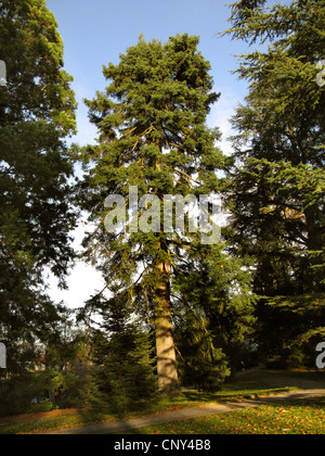 Sapin pectiné (Abies pinsapo), dans un parc Banque D'Images