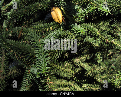 Sapin pectiné (Abies pinsapo), branches Banque D'Images