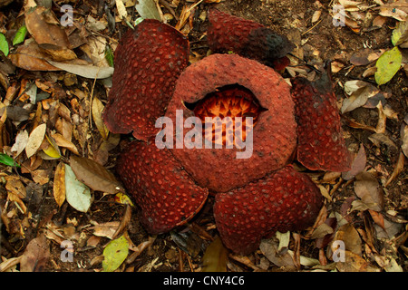 Rafflesia (Rafllesia spec.), sur la masse de la forêt, de la Malaisie, Sarawak, Gunung Gading National Park, Bornéo Banque D'Images