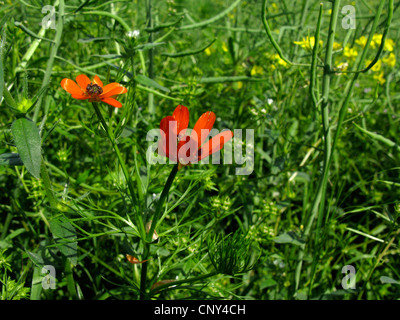 Pheasant's eye-d'été (Adonis aestivalis), la floraison, l'Allemagne, Thuringe Banque D'Images