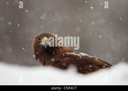 L'aigle royal (Aquila chrysaetos), à la neige, Royaume-Uni, Ecosse Banque D'Images