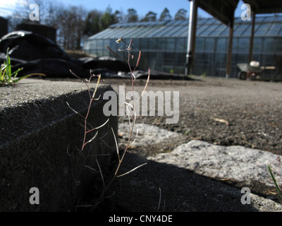 Mouse-ear cress, l'arabette de thalius, Mur-cress (Arabidopsis thaliana), la fructification vers un mur, Allemagne Banque D'Images