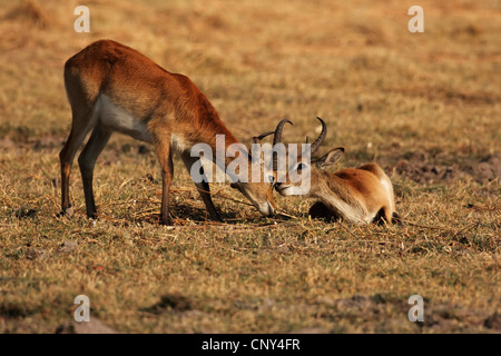 (Kobus leche) cobes lechwes, deux jeunes mâles se reposant dans la savane, Moremi, Botswana Banque D'Images