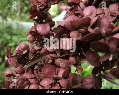 Jardin, jardin orach arrach (Atriplex hortensis), infructescens Banque D'Images