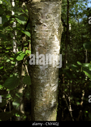 Bouleau pubescent (Betula pubescens), du tronc, de l'ALLEMAGNE, Basse-Saxe Banque D'Images