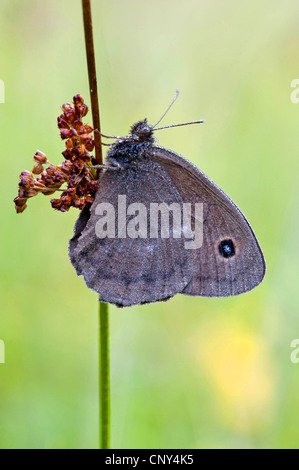 Dryad (Minois dryas, Satyrus dryas), assis à la hâte, l'Allemagne, la Bavière Banque D'Images