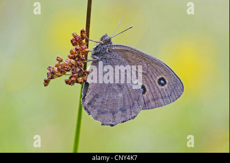 Dryad (Minois dryas, Satyrus dryas), assis à la hâte, l'Allemagne, la Bavière Banque D'Images