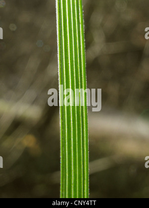 Cespiteuse (Deschampsia cespitosa), leaf en contre-jour, l'Allemagne, Bade-Wurtemberg Banque D'Images