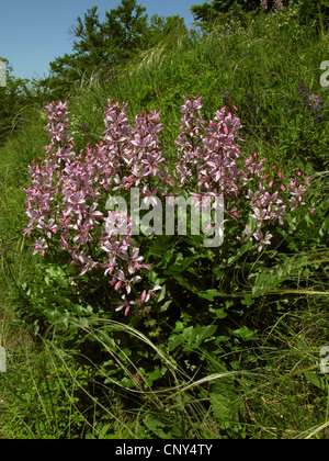 Buisson ardent, Dittany (Dictamnus albus), la floraison, l'Allemagne, Thuringe, Kyffhaeuser Banque D'Images