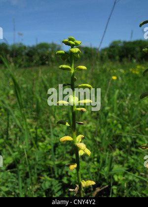 L'euphorbe cyprès (Euphorbia cyparissias), avec rouille fongique, Allemagne, Thuringe Banque D'Images