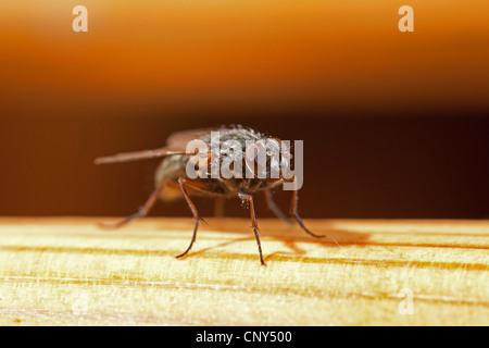 Moindre mouche domestique (Fannia canicularis), macro shot, Germany Banque D'Images