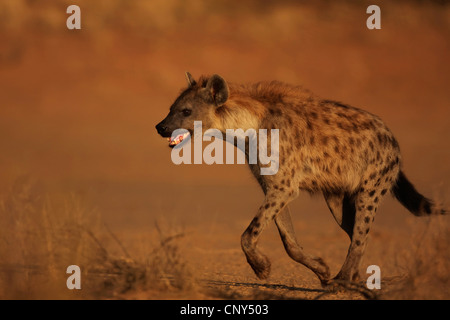 L'Hyène tachetée (Crocuta crocuta), marche à pied dans la savane, dans la lumière du soir, Afrique du Sud, Northern Cape, Kgalagadi Transfrontier Park, Kalahari Banque D'Images