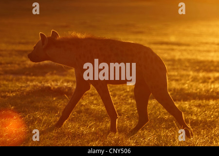 L'Hyène tachetée (Crocuta crocuta), marche à pied dans la savane au coucher du soleil, l'Afrique du Sud, Northern Cape, Kgalagadi Transfrontier Park, Kalahari Banque D'Images