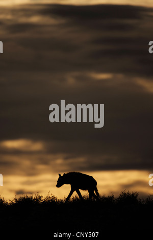 L'Hyène tachetée (Crocuta crocuta), silhouette d'un animal marchant sur l'herbe de la savane à l'aube, Afrique du Sud, Northern Cape, Kgalagadi Transfrontier Park, Kalahari Banque D'Images