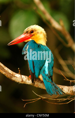 Stork-billed kingfisher (Pelargopsis capensis), assis sur une branche, la Malaisie, Sabah, Bornéo, Sungai Kinabantangan Banque D'Images