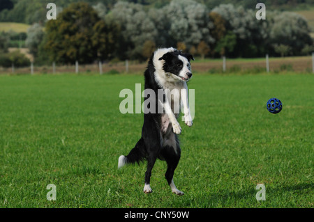 Border Collie (Canis lupus f. familiaris), sauter pour attraper une balle, Allemagne Banque D'Images