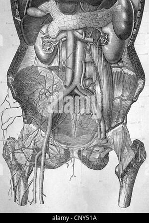 L'abdomen de l'estomac et des intestins après dépose de l'idée de 1880 Banque D'Images