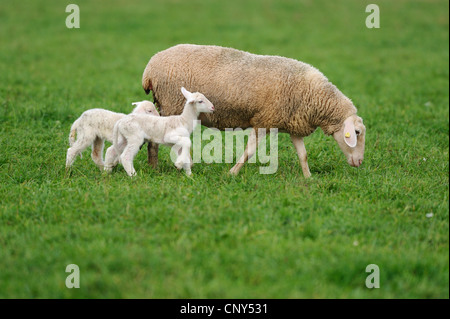 Le mouton domestique (Ovis ammon aries. f), mère de deux agneaux dans un pâturage, Allemagne Banque D'Images