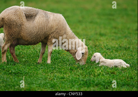 Le mouton domestique (Ovis ammon f. bélier), mère avec de l'agneau dans un pâturage, Allemagne Banque D'Images