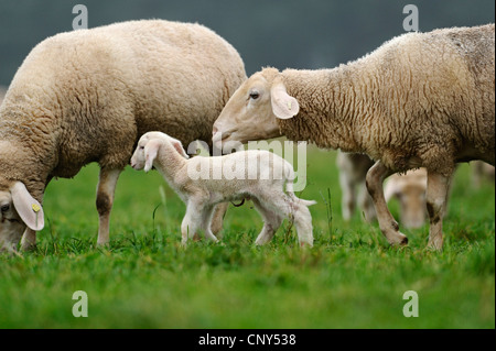 Le mouton domestique (Ovis ammon f. bélier), les brebis avec agneau dans un pâturage, Allemagne Banque D'Images