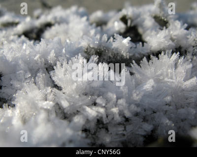 Frosty Noth coa dans Niedersaechsisches la Mer du parc national de Wattenmeer, ALLEMAGNE, Basse-Saxe, Frise Orientale, Bensersiel Banque D'Images