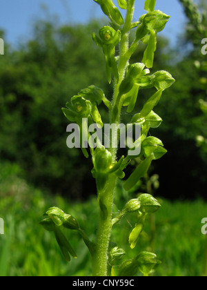 Listère commun, la listère Listera ovata (feuilles), l'inflorescence, l'Allemagne, en Rhénanie du Nord-Westphalie, NSG Mackenberg Banque D'Images