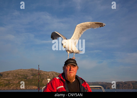 Goéland argenté (Larus argentatus), l'atterrissage sur la tête, habitués à être nourris , la Norvège, Flatanger Banque D'Images