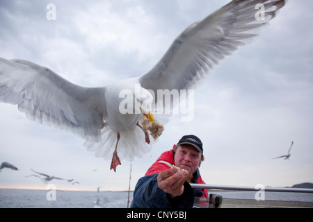 Goéland argenté (Larus argentatus), être nourris par pêcheur, Norvège Banque D'Images