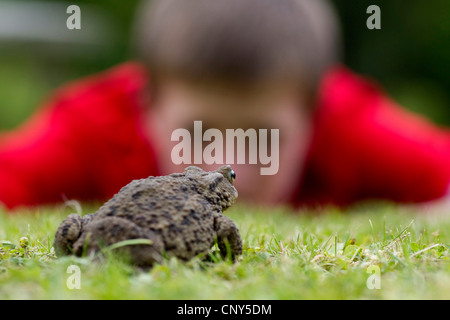 European crapaud commun (Bufo bufo), Toad dans jardin avec jeune garçon à la recherche sur, Royaume-Uni, Ecosse Banque D'Images