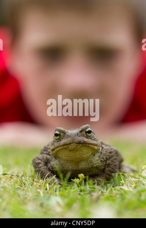 European crapaud commun (Bufo bufo), Toad dans jardin avec jeune garçon à la recherche sur, Royaume-Uni, Ecosse Banque D'Images