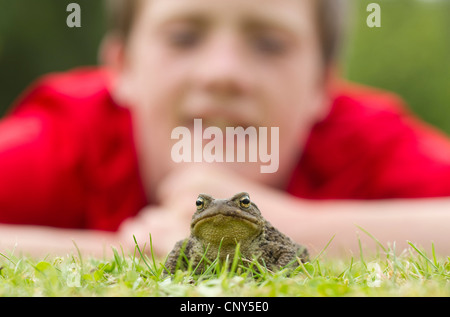 European crapaud commun (Bufo bufo), Toad dans jardin avec jeune garçon à la recherche sur, Royaume-Uni, Ecosse Banque D'Images