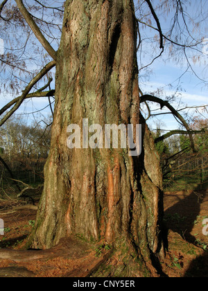 Dawn (Metasequoia glyptostroboides), tronc d'arbre en hiver Banque D'Images