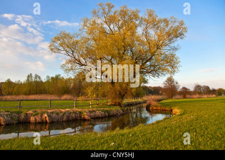 Le saule blanc (Salix alba), à une rivière au printemps, l'Allemagne, Bavière, Isental Banque D'Images