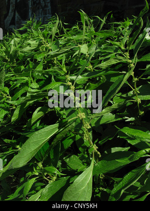 Pellitory du mur (orties officinalis, orties erecta), la floraison, l'Allemagne, Thuringe Banque D'Images