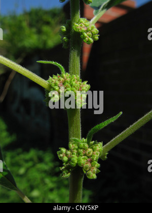 Pellitory du mur (orties officinalis, orties erecta), la floraison, l'Allemagne, Thuringe Banque D'Images