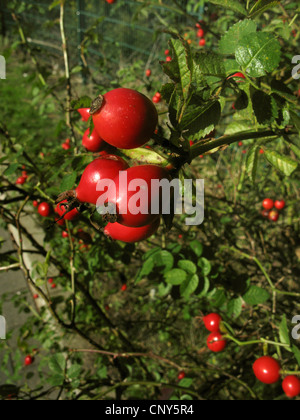 Sweet Briar Rose (Rosa rubiginosa), fruits, Allemagne Banque D'Images