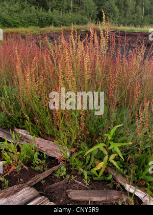 De la petite oseille (Rumex acetosella), la floraison, l'ALLEMAGNE, Basse-Saxe Banque D'Images