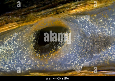 La moule zébrée, Dreissena en forme de nombreux (Dreissena polymorpha), macro shot de siphon Banque D'Images