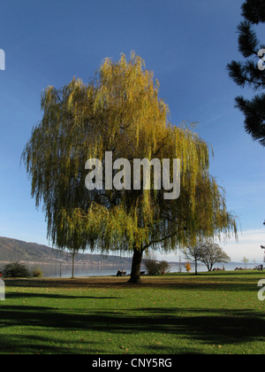 Gris nain saule (Salix tristis), seul arbre dans un parc, Allemagne Banque D'Images