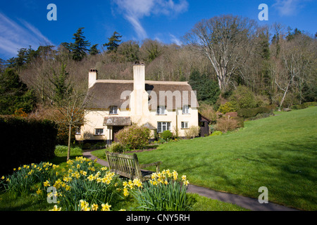 Thatched cottage et des jonquilles dans le village d'Exmoor Selworthy, Somerset, Angleterre Banque D'Images