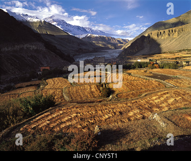 La récolte d'orge mis à sécher dans une vallée de haute montagne gamme, Népal, Msutang, Kagbeni Banque D'Images