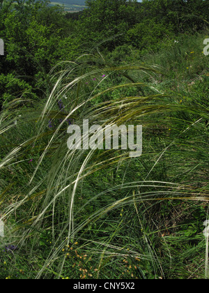 Golden feather grass (Stipa pulcherrima), dans le vent, l'Allemagne, Thuringe, Kyffhaeuser Banque D'Images