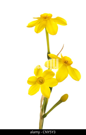 Tige simple avec trois fleurs jaunes et un cultivar de bourgeon jonquille Bébé Lune isolé sur fond blanc Banque D'Images