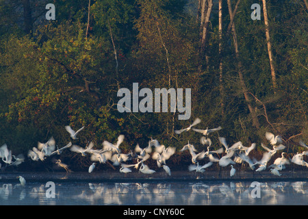 Grande Aigrette Grande Aigrette (Egretta alba, Casmerodius albus, Ardea alba), les grandes aigrettes et hérons gris voler jusqu'à la rive du lac, l'Allemagne, la Saxe, Biosphaerenreservat Oberlausitzer Heide-und Teichlandschaft Banque D'Images