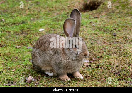 Lapin domestique (Oryctolagus cuniculus f. domestica), Deutscher Riese Banque D'Images