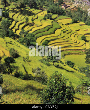 Les champs en terrasses descendre une colline, Népal, Kangchenjunga, Sinam Banque D'Images