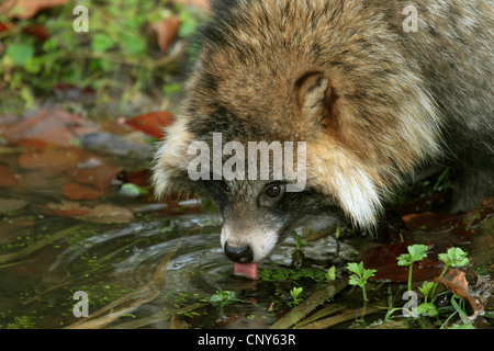 Le chien viverrin (Nyctereutes procyonoides), boire de l'eau à un port Banque D'Images