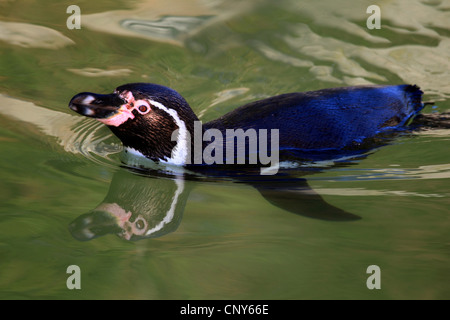 Manchot de Humboldt (Spheniscus humboldti), nager à la surface de l'eau Banque D'Images